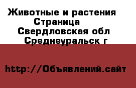  Животные и растения - Страница 10 . Свердловская обл.,Среднеуральск г.